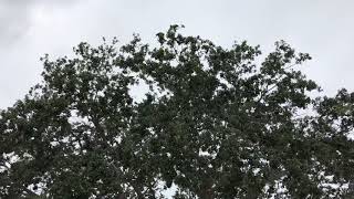 Free flying parrots at the St. Petersburg pier in downtown St. Petersburg