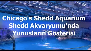 Chicago's Shedd Aquarium | Shedd Akvaryumu’nda Yunusların Gösterisi