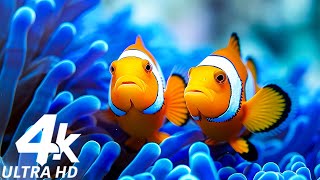 Аквариум 4K ВИДЕО ULTRA HD 🐠 Красочная морская жизнь – успокаивающая релаксация в аквариуме