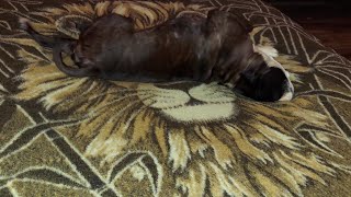 FUNNY 😃 PUP MAX 🐶 TRYING OUT THE NEWLY WASH 💧 🧼 LION 🦁 FIGURE BLANKET 👍 THRIFT STORE FIND 👌 😃