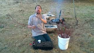 Propagating shrubs from cuttings