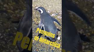 PENGUINS OF ANTARCTICA