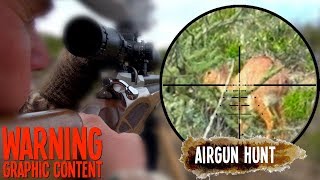 .30cal Airgun Takes Duiker and Steenbok