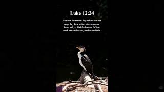 Luke 12:24 | Bible verse of the day | Daily Bible verse | #bibleverse #gospel #jesus #bible #bbq