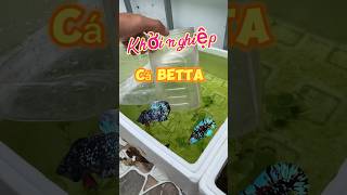 Khởi nghiệp từ cặp cá Betta #betta #bettafish