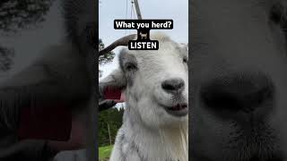 Cute, funny goat 🐐 mood booster?LISTEN 👂 ,what ya hearing? #shorts #goat #funnyanimals