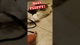 Killer on the loose! Meet FLUFFY the rescue cat! Diggin' w/ Rob! #short