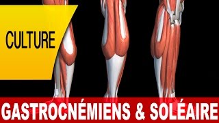 T-Fit Coaching : Le triceps sural