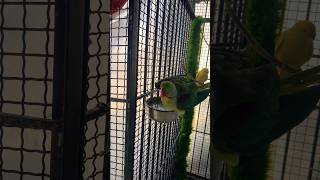 Alexander parrot enjoying his spring weather#reels#shortsyoutube#trending #viral #birds#shorts