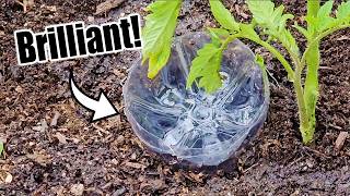 Top 10 Free Vegetable Gardening Hacks