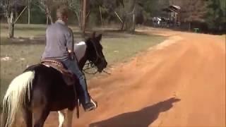 Gentle Tennessee Walker Riding Mare, Sound, Safe and Pretty