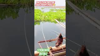 STRIKENYA GAKETAHAN BUTBET#fishing #shorts