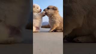 Two Little cute Dogs | Hello Cutie @hsus