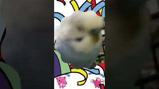 Fluffy budgie big cute face !!!!  #youtubeshorts #shorts