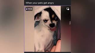 Funny Animals Video😍Cringe Compilation Cat,New Tiktok Memes