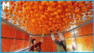 Japan Dried Persimmon Harvesting and Processing - Japanese Agriculture Persimmon Farming Technique