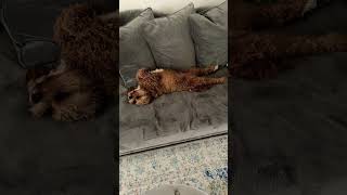 DOG RELAXING | HOLLYWOOD the CAVAPOO #chill #dogslife #sleep