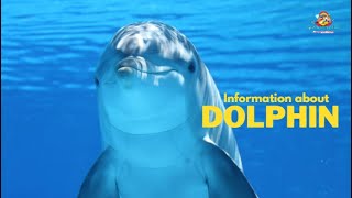 Information about | Dolphins | acrobatics | Teacher Aide | English| Endangered | Australia