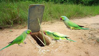 The First Build Underground Bird Trap Using Board & Hole / How To Trap Bird  Work 100%