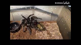 tarantula vs dynaste Hércules - tarantula vs beetle