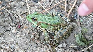 Catching Frogs - Pool Frogs, Edible Frog, big Tadpole & Goldfish