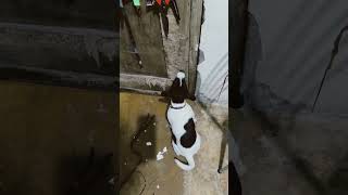 Puppy Ask Open Door