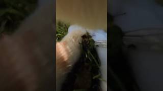 Cat Eats HUGE INSECT #adventureros #catcam #pov