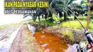 MANCING IKAN GABUS DI AREA PERSAWAHAN KALIMANTAN