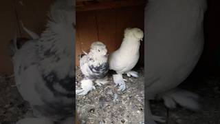 English Trumpeter pigeon|| #foryou #viral #viralvideo #pigeon #youtubeshorts #reels