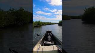 Running skinny through the mangroves #fishing #florida #fish #outdoors