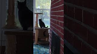 Socks and bird feeder