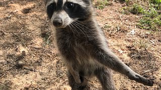 Setting out dog proof foot traps for Racoons and corn for the deer!