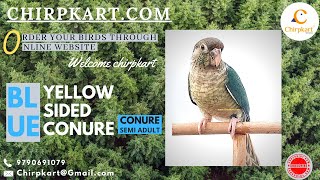 BLUE YELLOW SIDED CONURE || CONURE BIRDS || CHIRPKART || ONLINE PET SHOP || COIMBATORE