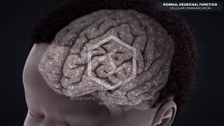 Animation Normal Brain Anatomy and Function