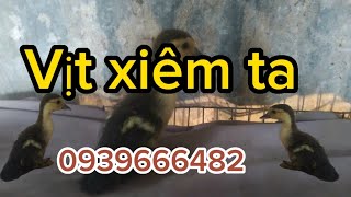 vịt xiêm ta địa phương