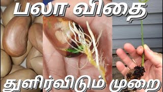 Simple Way to grow Jackfruit from seed   in 14days | Tamil