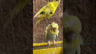 Rose 🌹 buggies are Beautiful #beautiful #bird #lorikeet #shot #viralvideos #viral #shorts #animal