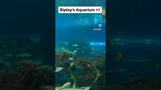 Ripley’s Aquarium of Canada. #canada #canadian #followycd