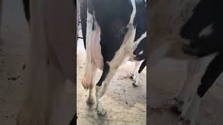 #trending #viral #animals #cow #breeding #shortvideo #ytshorts #phddairywala #khutti #diljitdosanjh