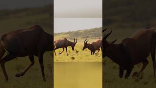 antelope fighting, Africa Kenya #wildanimals #wildlife #fightanimal