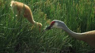 The Boardwalk Sandhill Crane Family-A Photo Gallery of Family Life