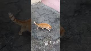 Gigachonke Orange Cat Runs Away From Me