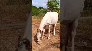 horse 🐎 #horse #horselover #horser #kuthirai #animals #animal #animallover #animalshorts #trending