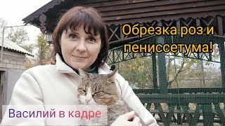 ОСЕННИЕ ДЕЛА! Подготовка к зиме. Обрезка роз и пениссетума! ЗА КАДРОМ! 😂🐱