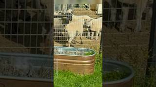 Sheep being a bully. #animals #farming  #farmer  #pets #cute #animals