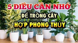 Những điều CẦN BIẾT để trồng cây HỢP PHONG THỦY