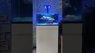 minimalis aquarium #shorts