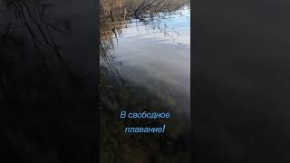 Толстолобик выпущен в новый водоём!