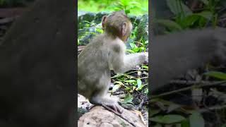 Ep164. Cute Monkey Goes Bananas in Adorable Viral Video!