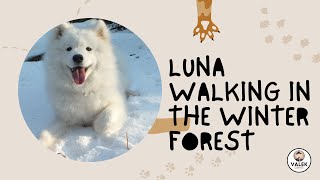 Dog Samoyed Luna walking in the winter forest #samoyed #samoeddog #samoedlovers